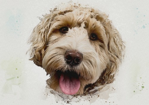 Cockapoo dog wall art - wall,