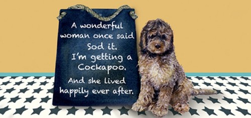 Getting cockapoo little - getting,