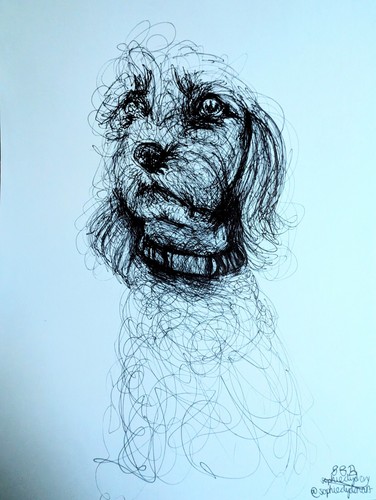 Cockapoo dog scribble drawing - scribble,