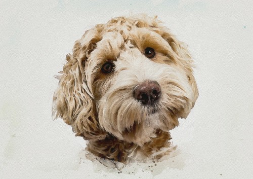 Cockapoo dog wall art - dog,