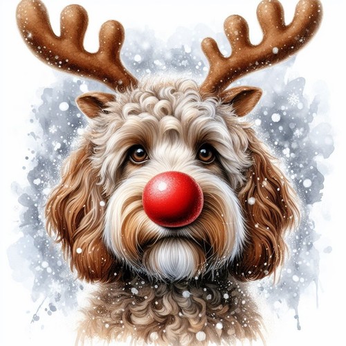 Single luxury cockapoo - single,