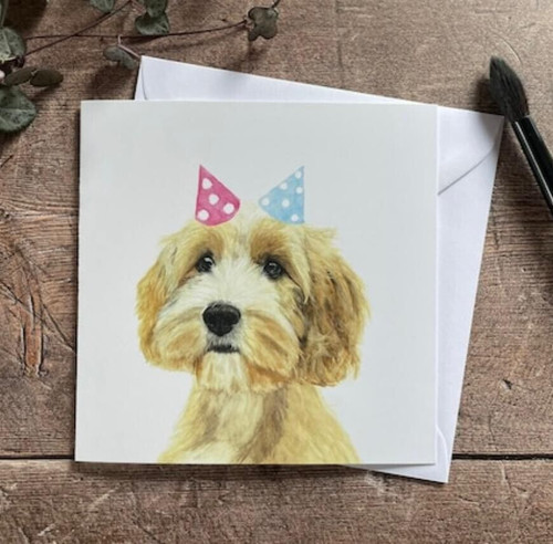 Single cavapoo cockapoo - single, cavapoo/cockapoo